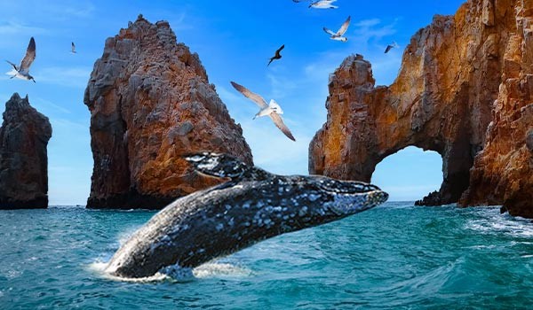 Baja entre Ballenas