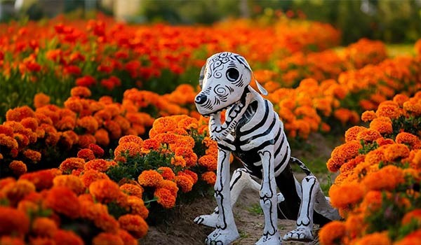 Dia de Muertos: Cempasúchil y Pulque