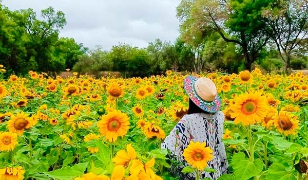 Santuario de Girasoles + Atlantes de Tula