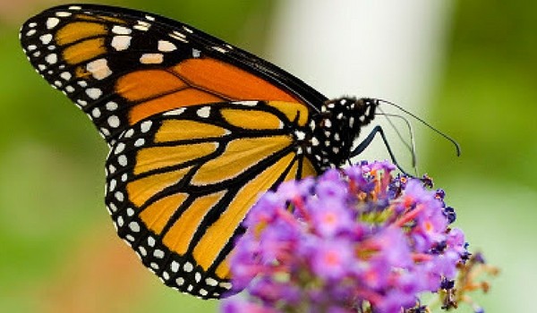Santuario de la Mariposa Monarca y Valle de Bravo