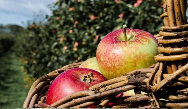 Aventura: Cascadas Tulimán + Huertos de manzana en Zacatlán