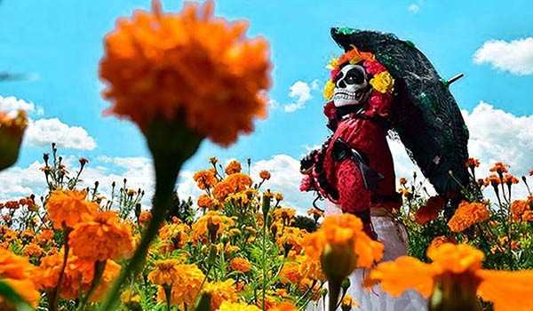 Día de Muertos: Cempasúchil en Tlaxcala + Valquirico