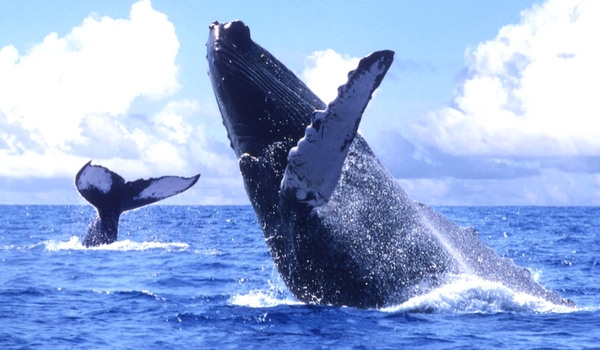 Avistamiento de Ballenas, Sayulita y Puerto Vallarta