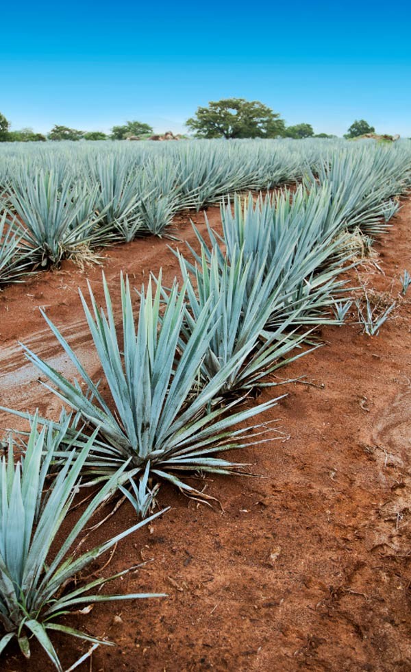 Tequila: Aventura Tapatía