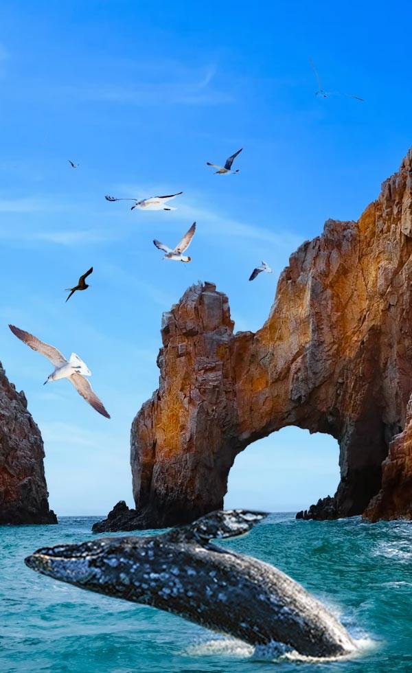Baja entre Ballenas